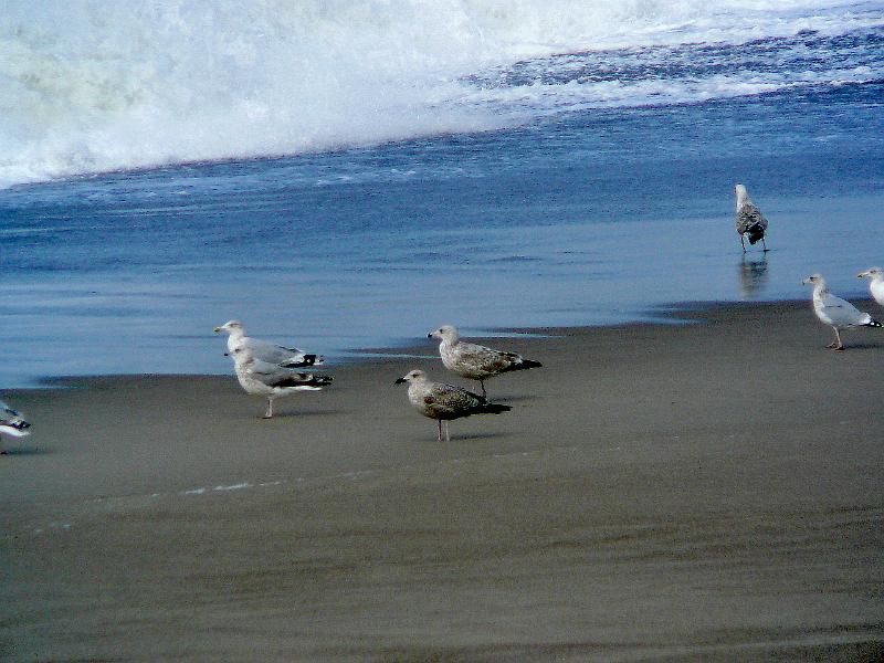 P1020961.jpg