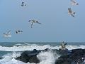 P1020954-a