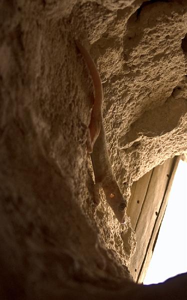PICT1797aus.jpg - Al Hail Fort