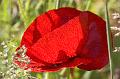 Mohn