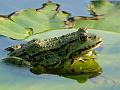 Tiere
